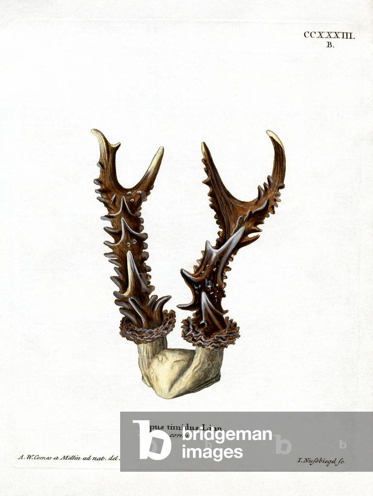 Maountain Hare Antlers (coloured engraving)