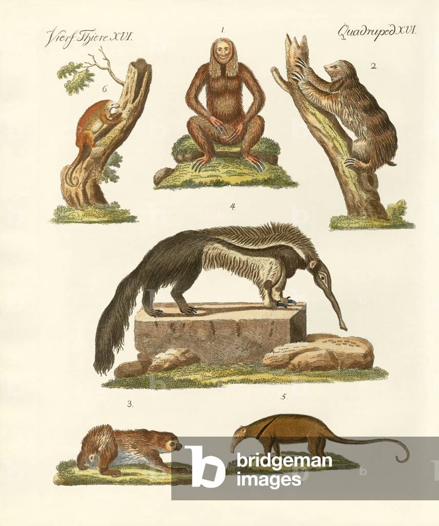 Sloths and anteaters (coloured engraving)
