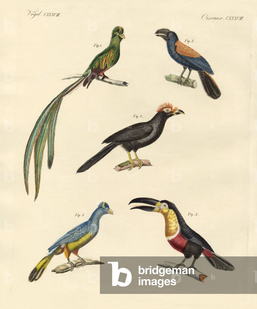 Beautiful and new climbing birds (coloured engraving)