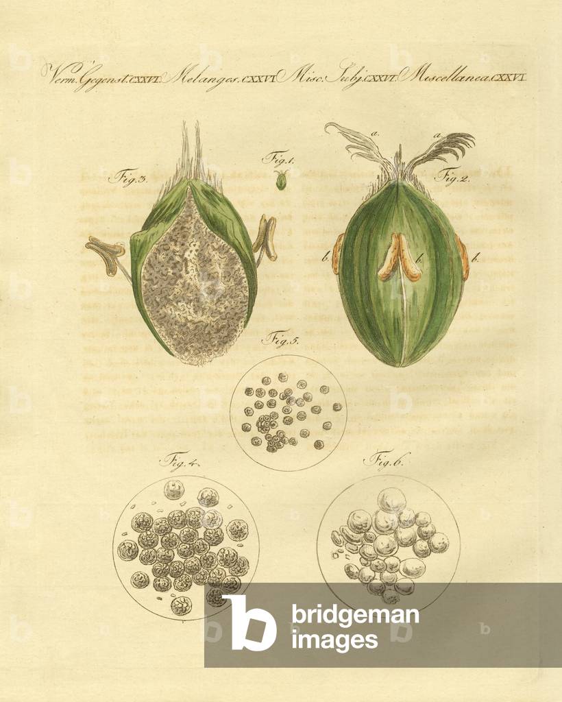The ustilaginomycotina of the wheat (coloured engraving)