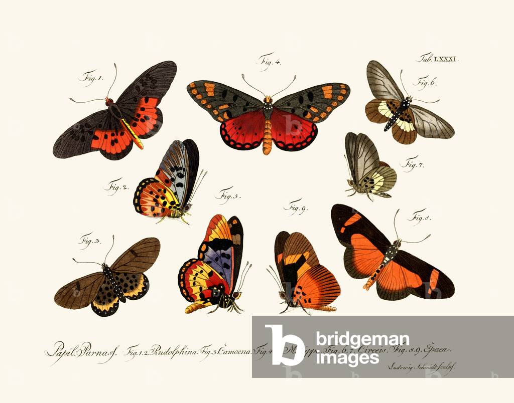 Butterflies, 1783-1806 (coloured engraving)
