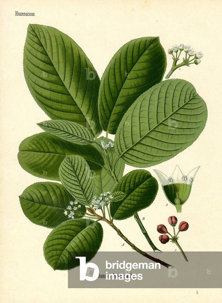 Bearberry (colour litho)