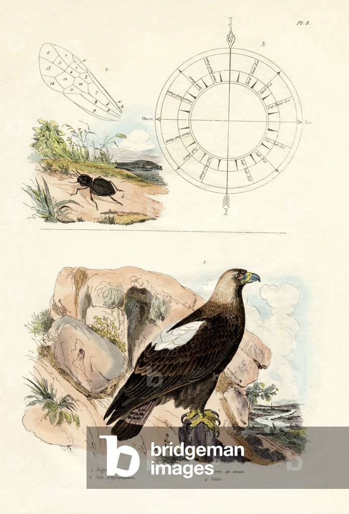 Imperial Eagle, 1833-39 (coloured engraving)