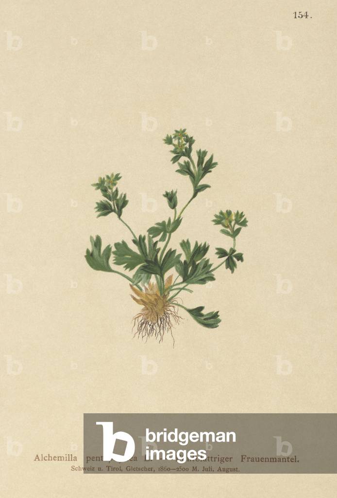 Cut Leaved Lady's Mantle (Alchemilla pentaphyllea) (colour litho)