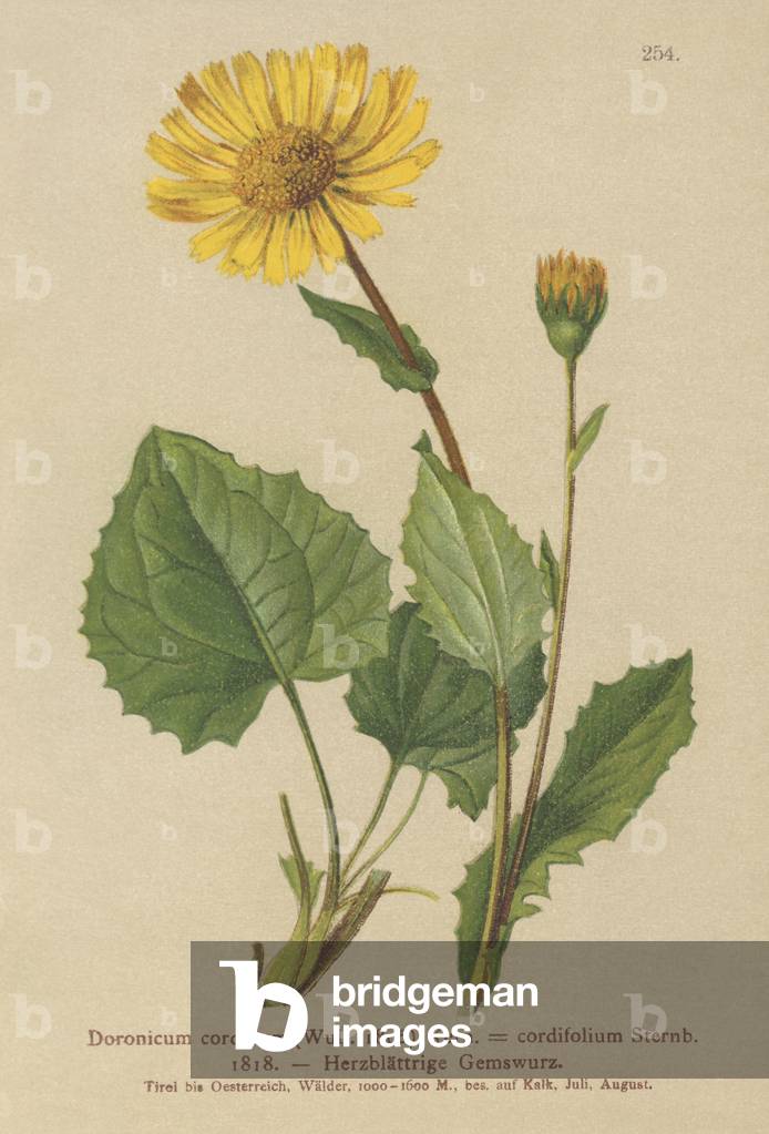 Heart-leaved Leopard's Bane (Doronicum cordatum, Doronicum cordifolium, Aronicum cordatum) (colour litho)