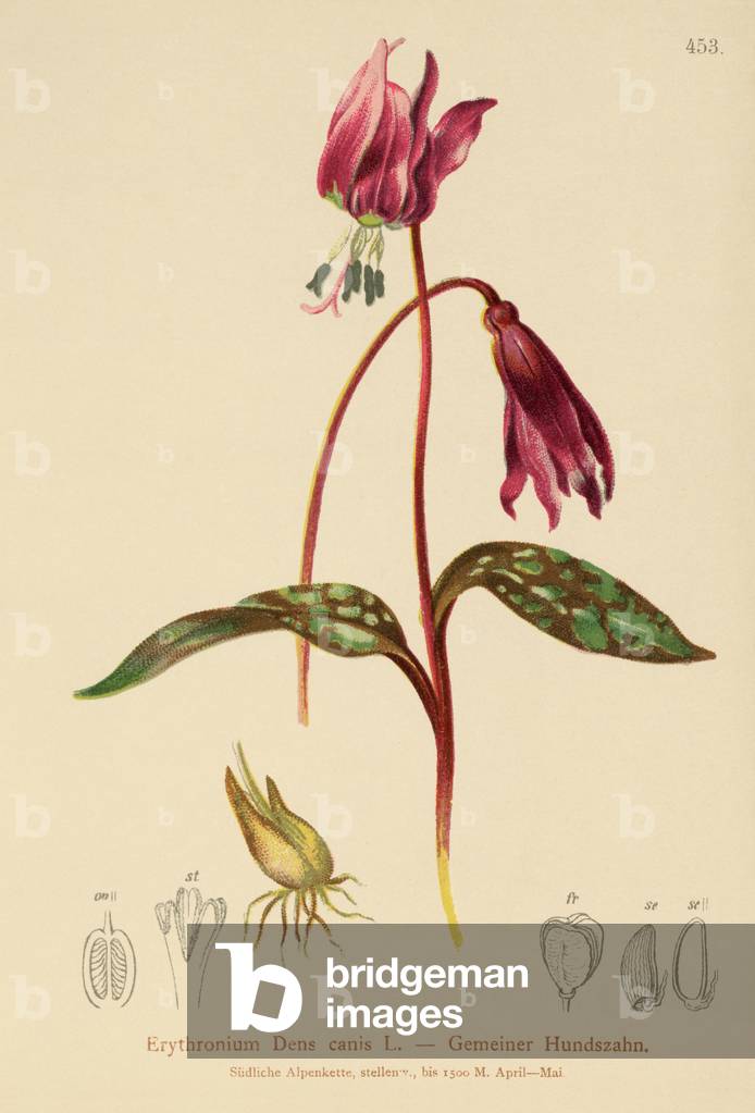 Dogtooth Violet  (Erythronium Dens canis, Erythronium caninum ) (colour litho)