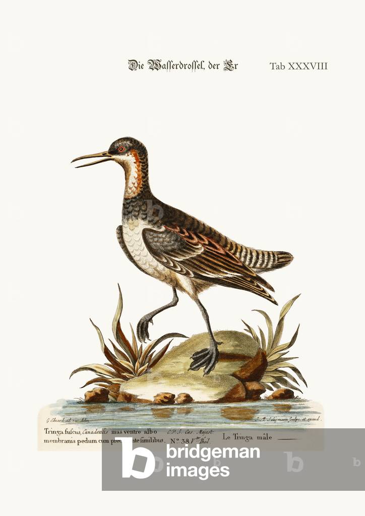 The Cock Coot-footed Tringa, 1749-73 (coloured engraving)