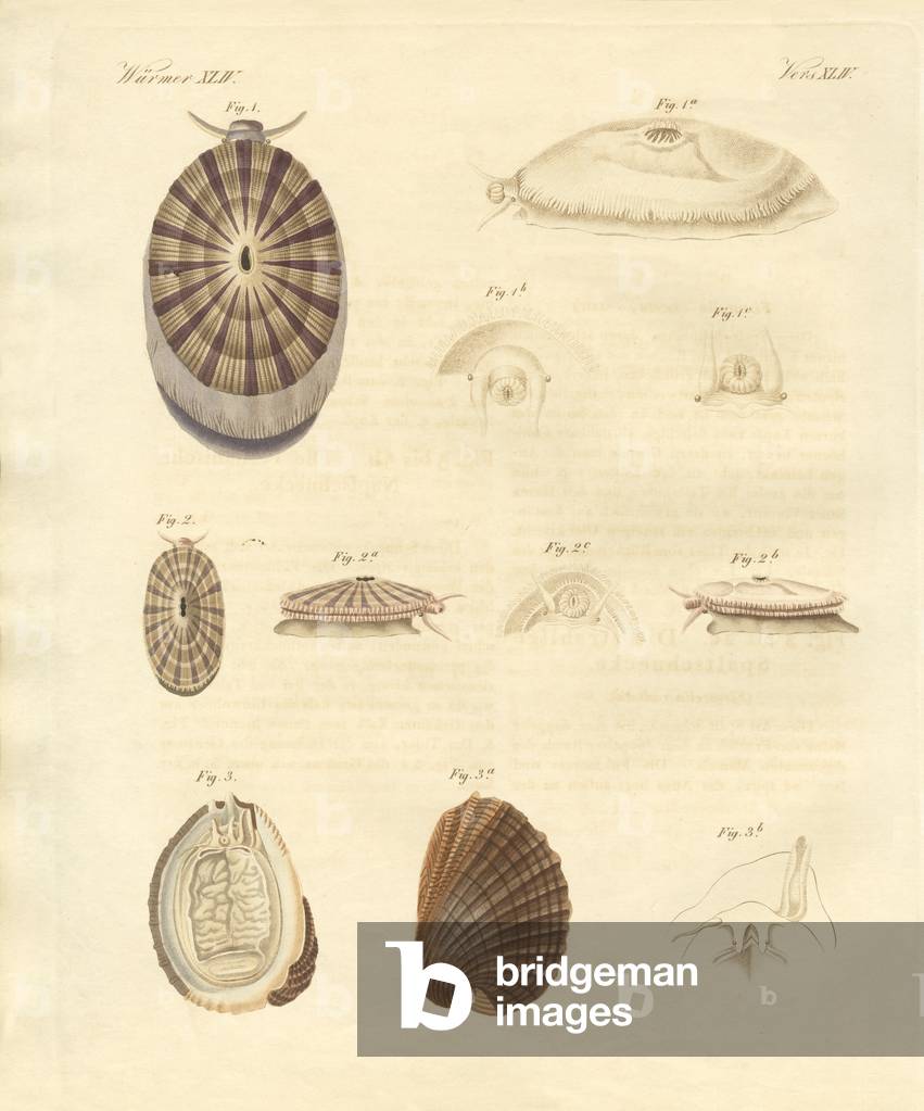 Strange snails (coloured engraving)