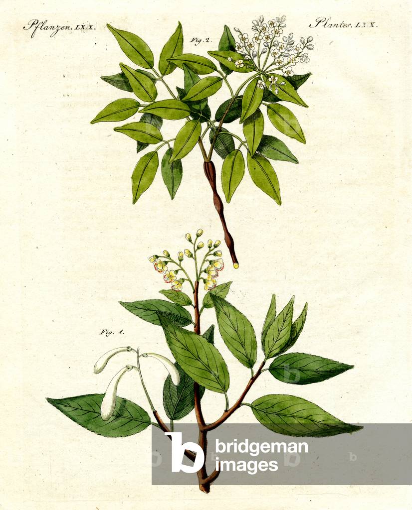 Medical plants (coloured engraving)