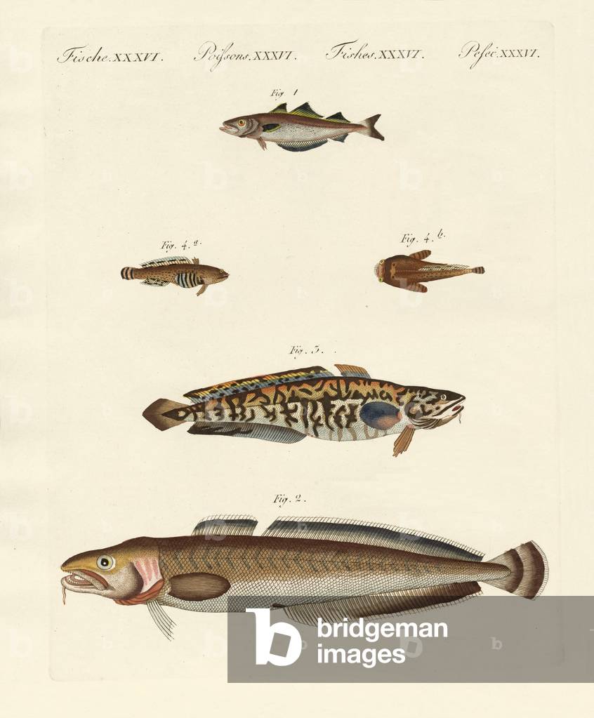 Different kinds of shellfish (coloured engraving)