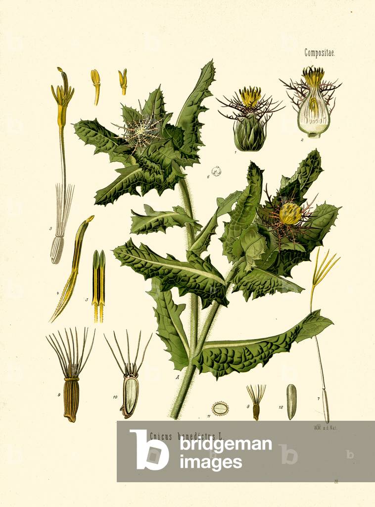 Blessed Thistle (colour litho)