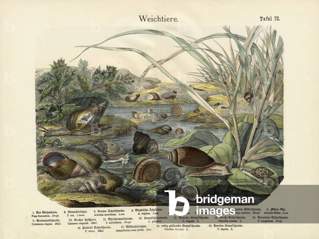 Molluscs, c.1860 (colour litho)
