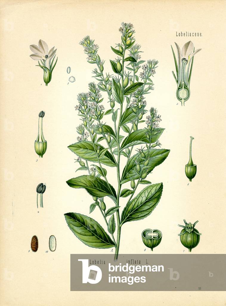 Indian Tobacco (colour litho)
