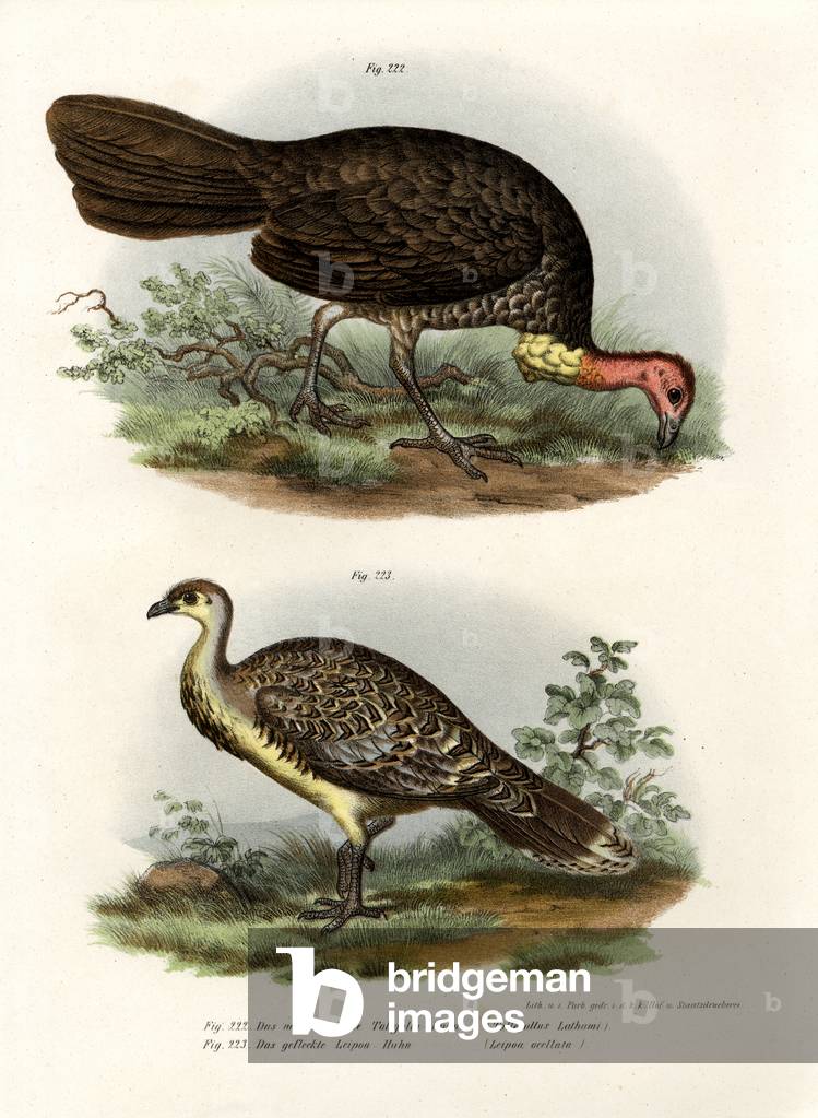 Australian Brush-Turkey, 1864 (colour litho)