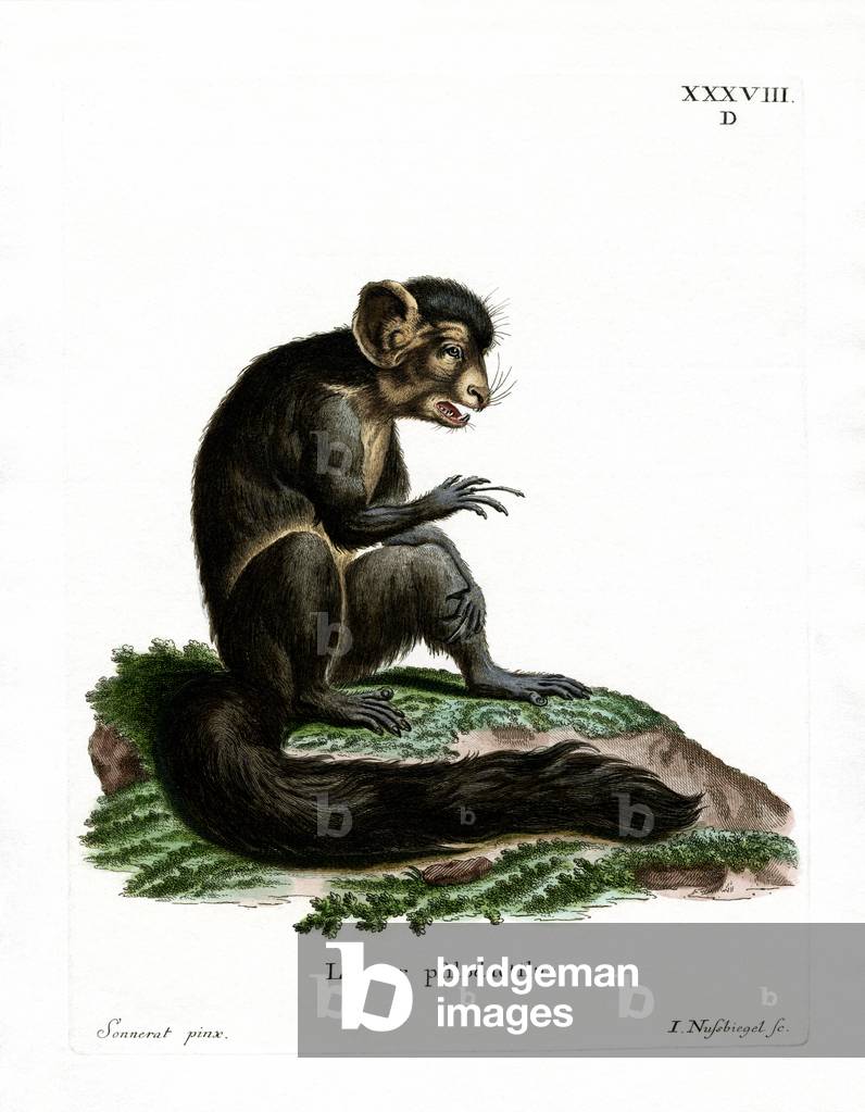 Aye-Aye (coloured engraving)