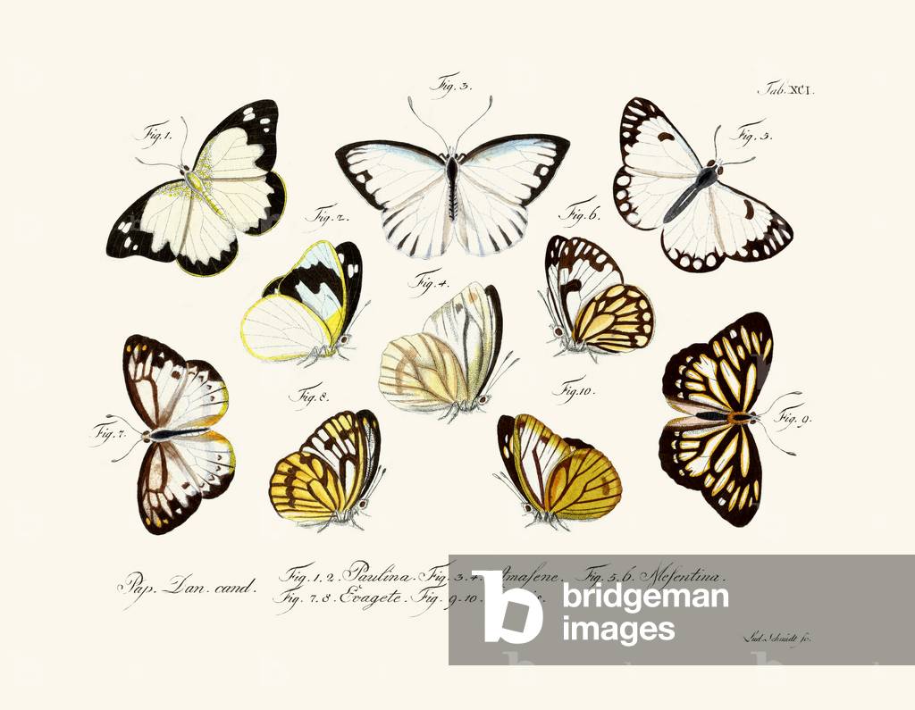 Butterflies, 1783-1806 (coloured engraving)