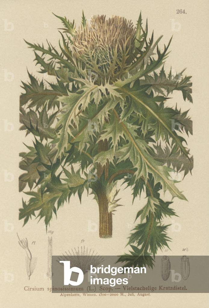 Spiniest Thistle (Cirsium spinosissimum) (colour litho)