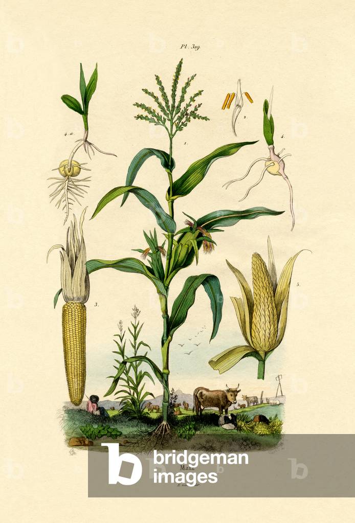 Maize, 1833-39 (coloured engraving)