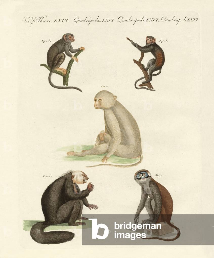 Five kinds of monkeys (coloured engraving)