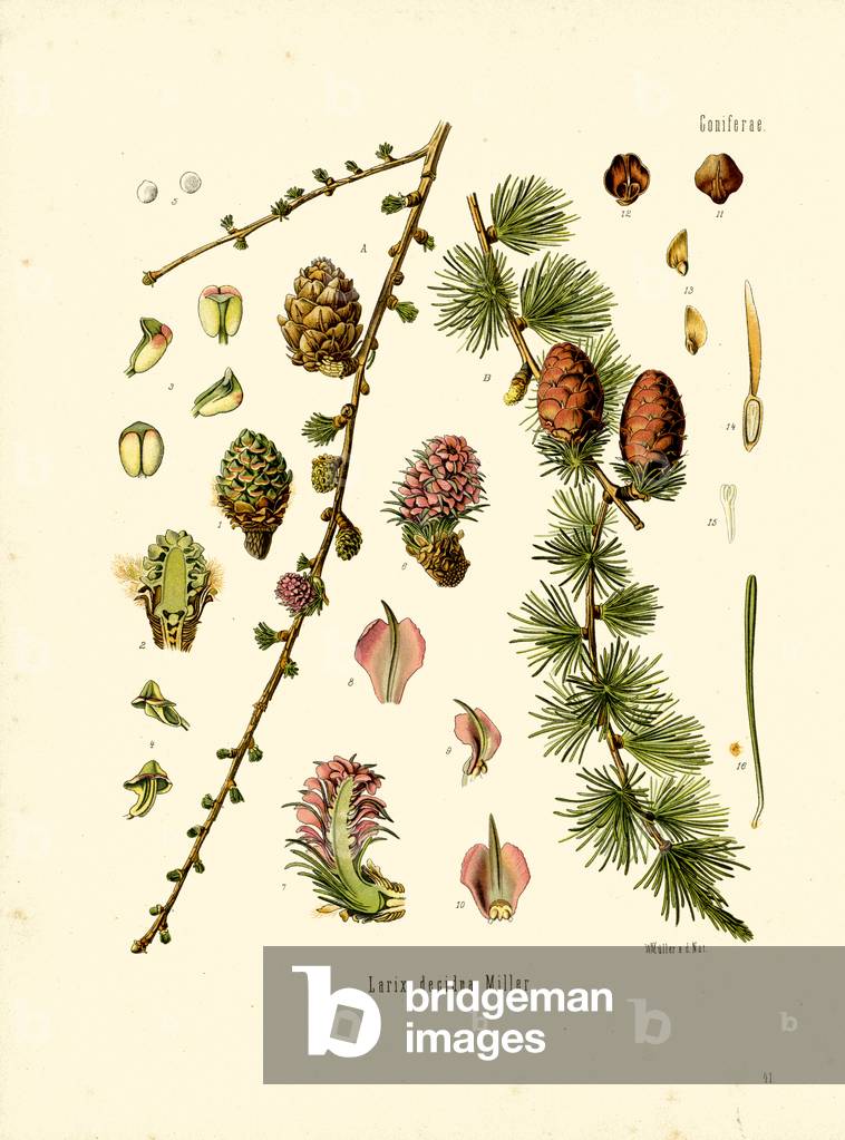 Larch (colour litho)