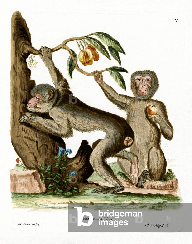 Barbary Ape (coloured engraving)