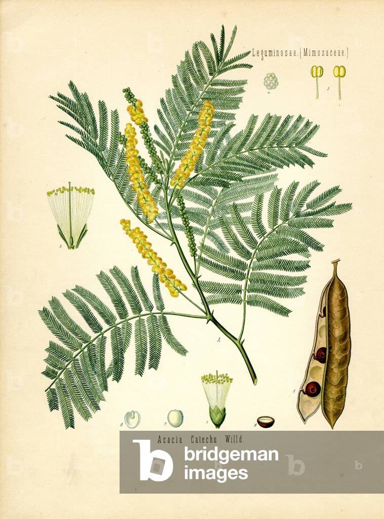 Catechu (colour litho)