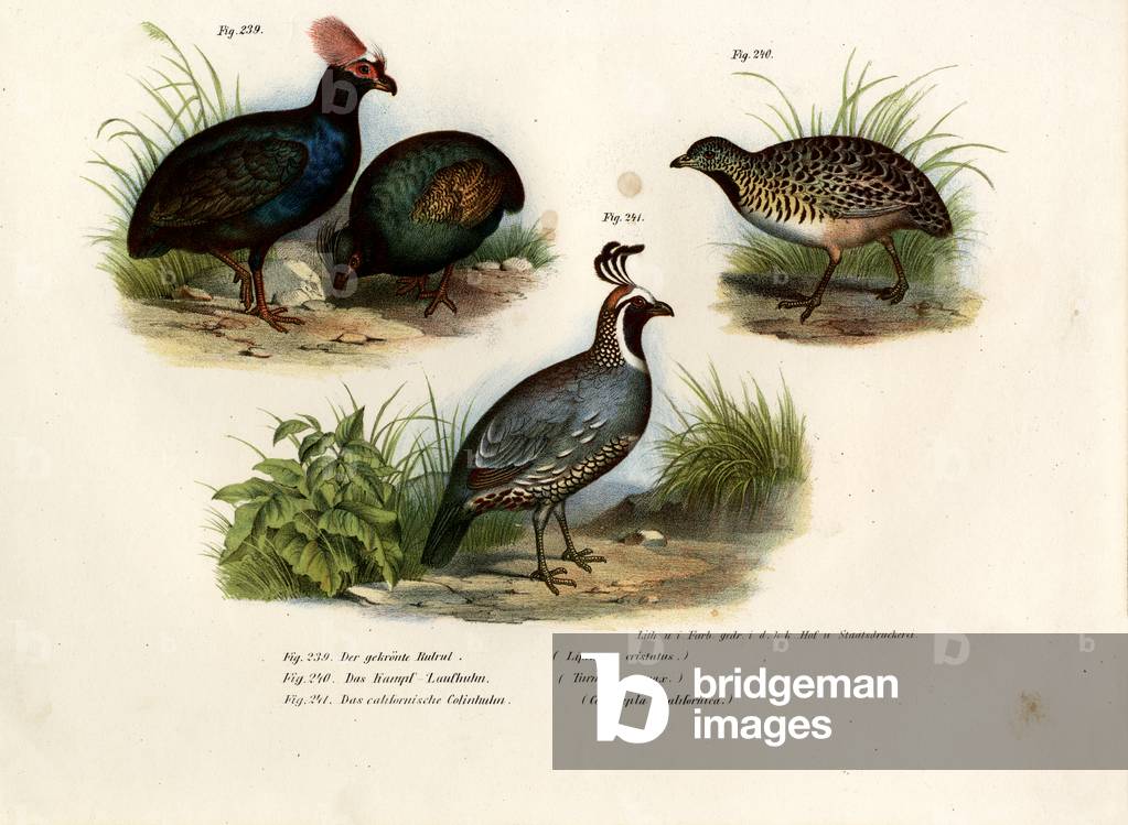 Crested Wood Partridge, 1864 (colour litho)