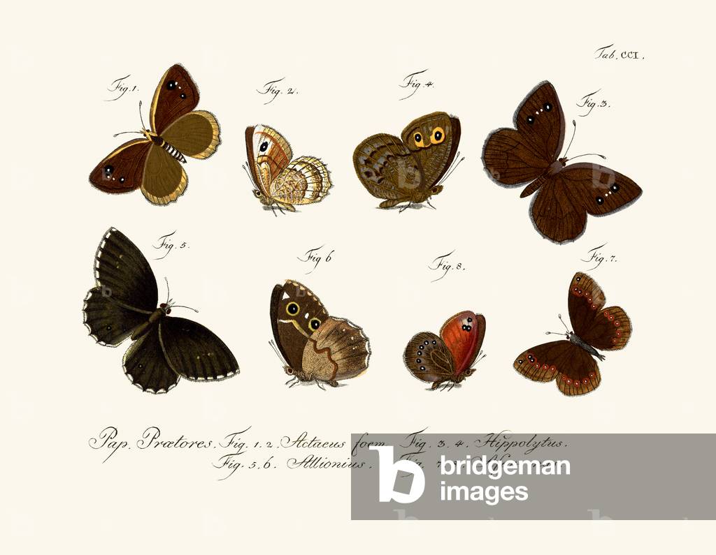 Butterflies, 1783-1806 (coloured engraving)