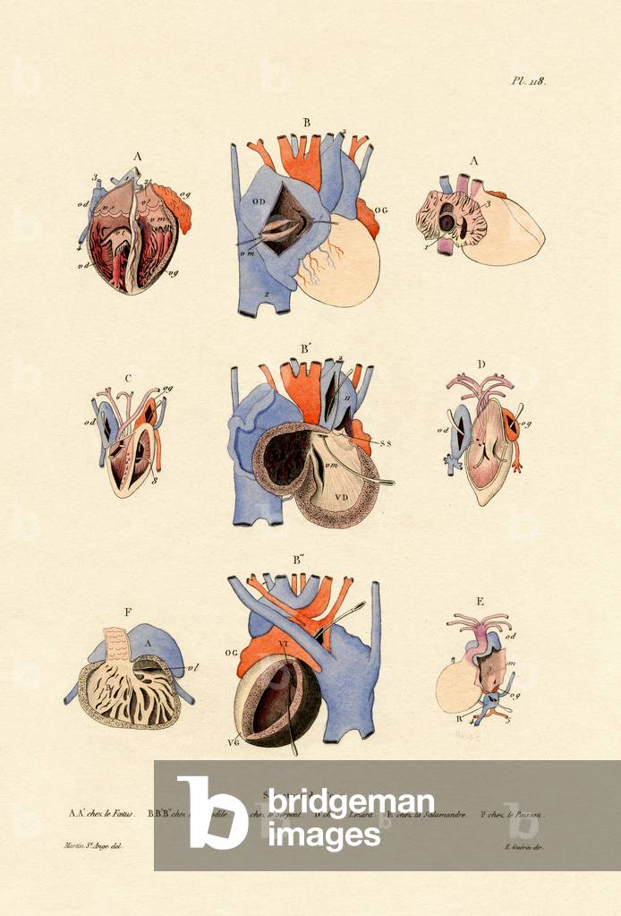 Heart Structure, 1833-39 (coloured engraving)
