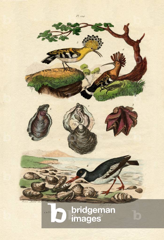 Oysters, 1833-39 (coloured engraving)