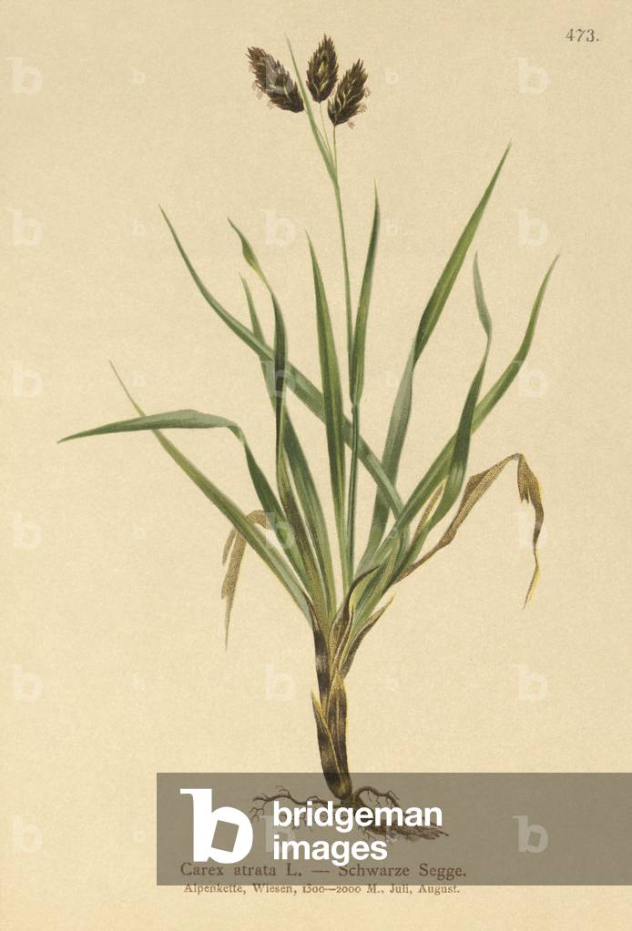 Black Alpine-sedge (Carex atrata) (colour litho)