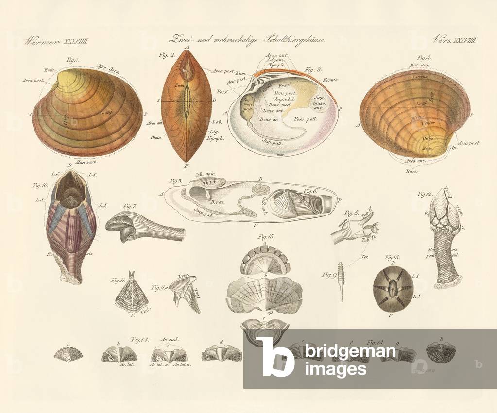 Two- and morevalve conch cases or mussels (coloured engraving)