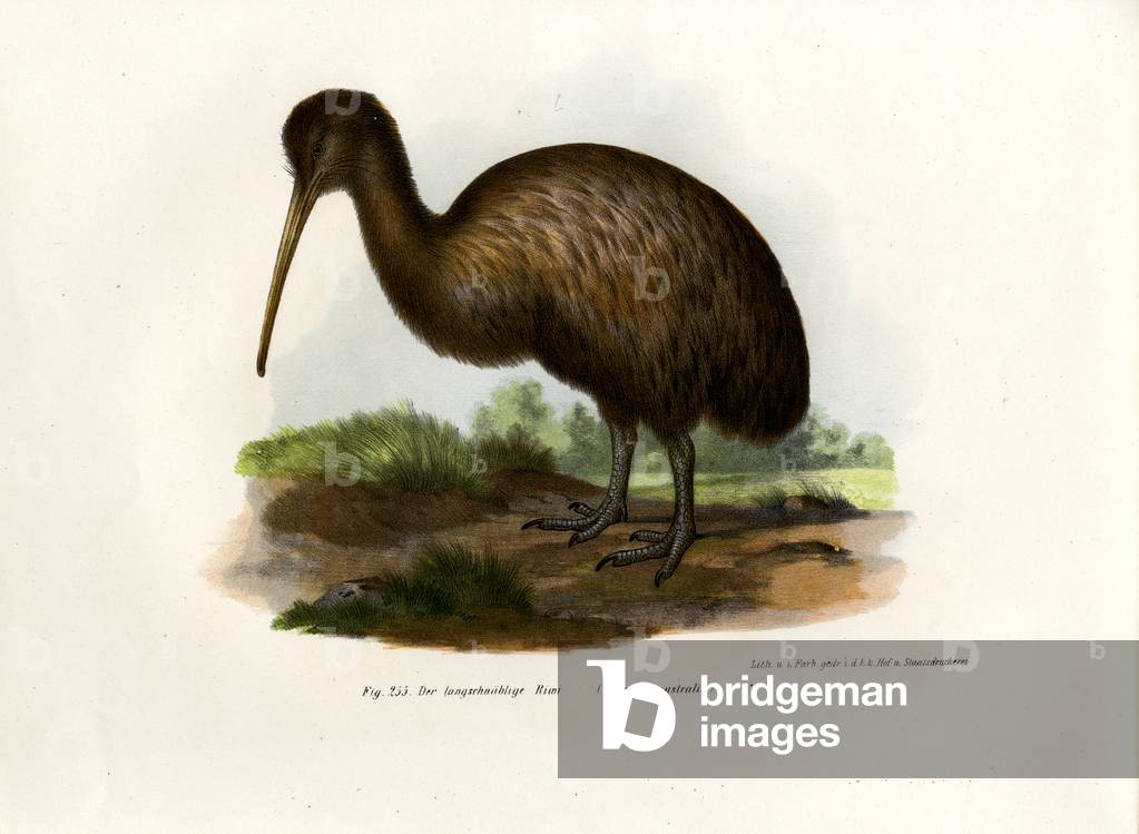 Kiwi, 1864 (colour litho)
