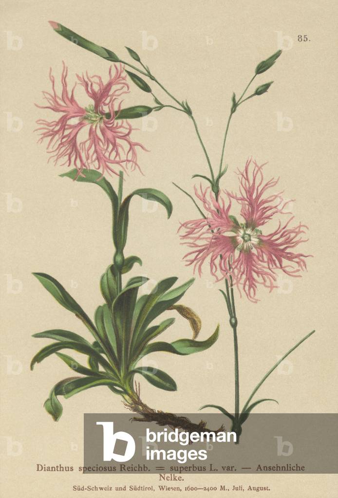 Superb Pink (Dianthus speciosus, Dianthus superbus) (colour litho)