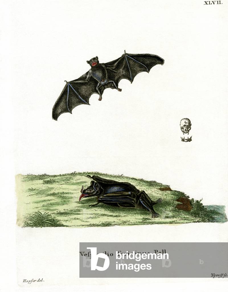 Pallas's Long-tongued Bat (coloured engraving)