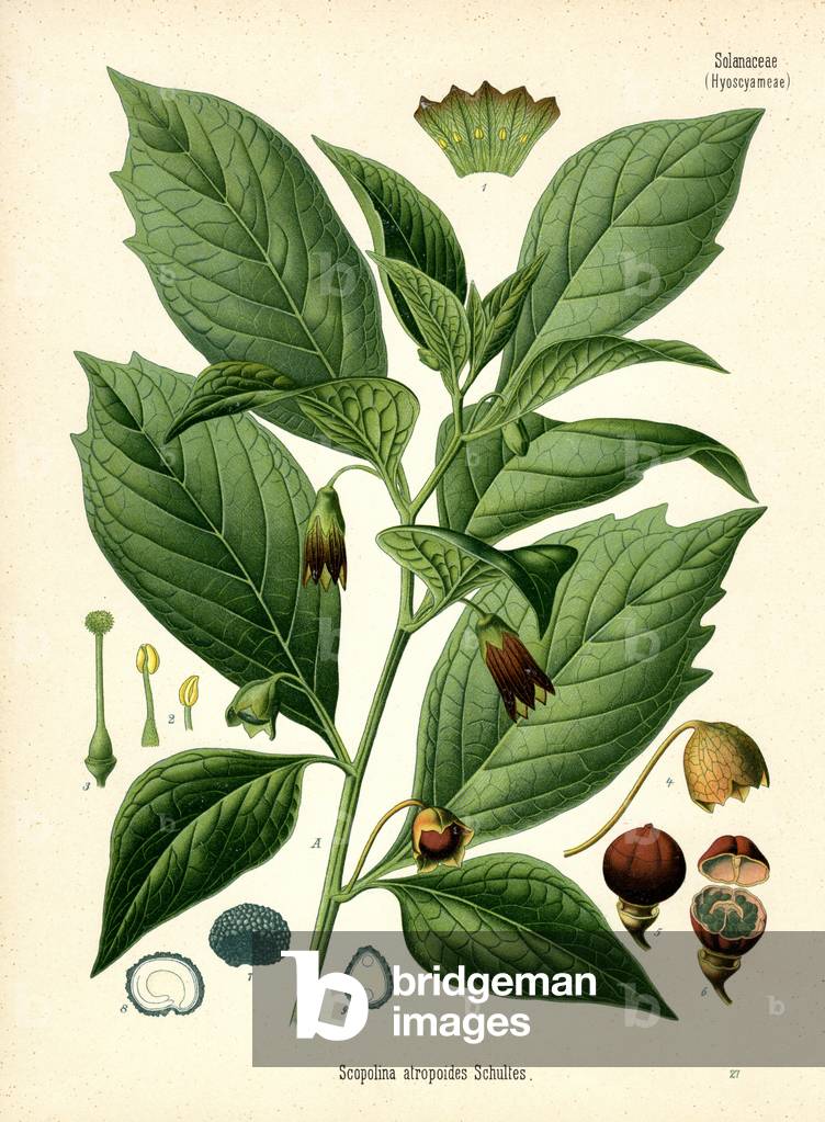 Russian Belladonna (colour litho)