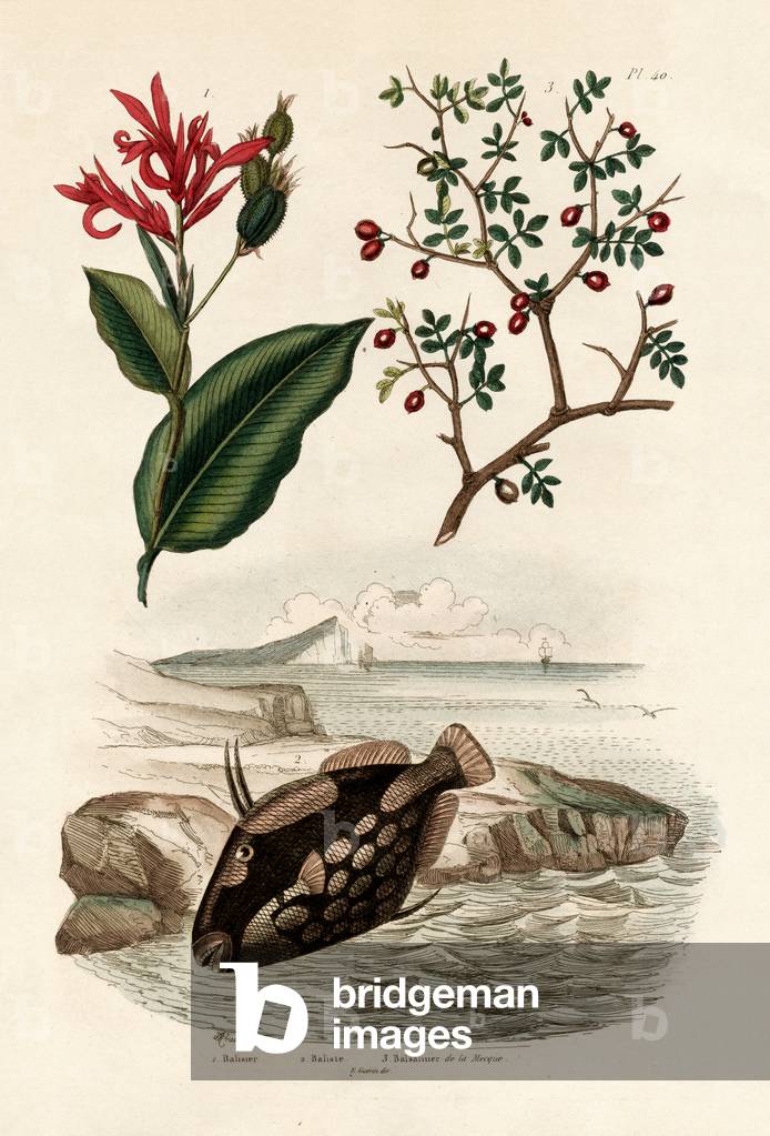 Canna, 1833-39 (coloured engraving)