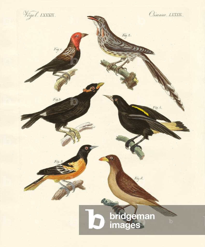 Strange birds (coloured engraving)