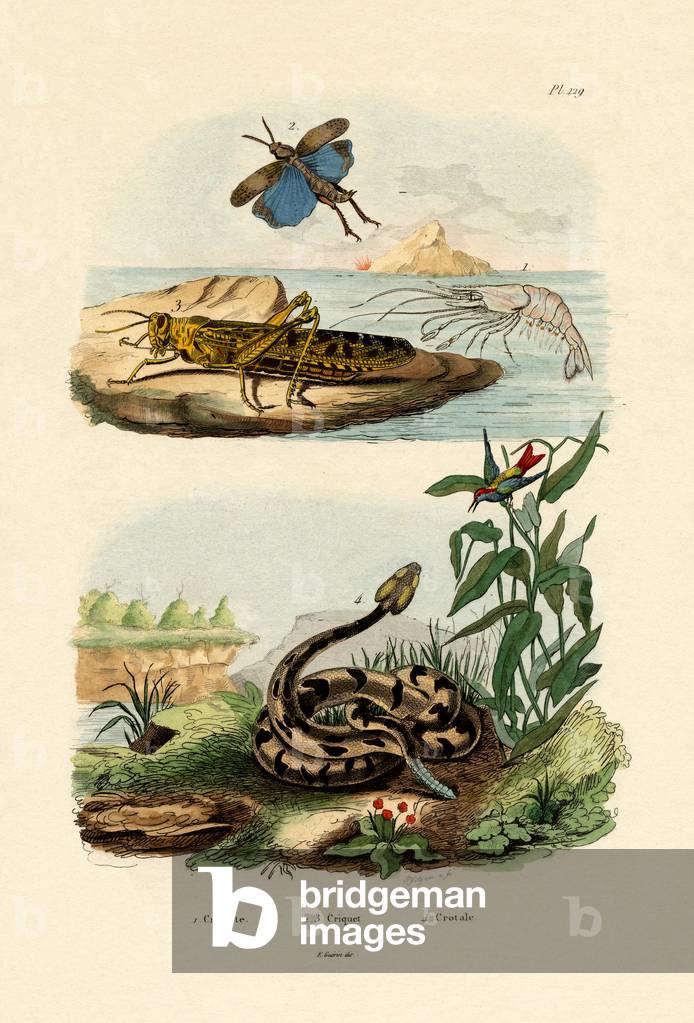 Shrimp, 1833-39 (coloured engraving)