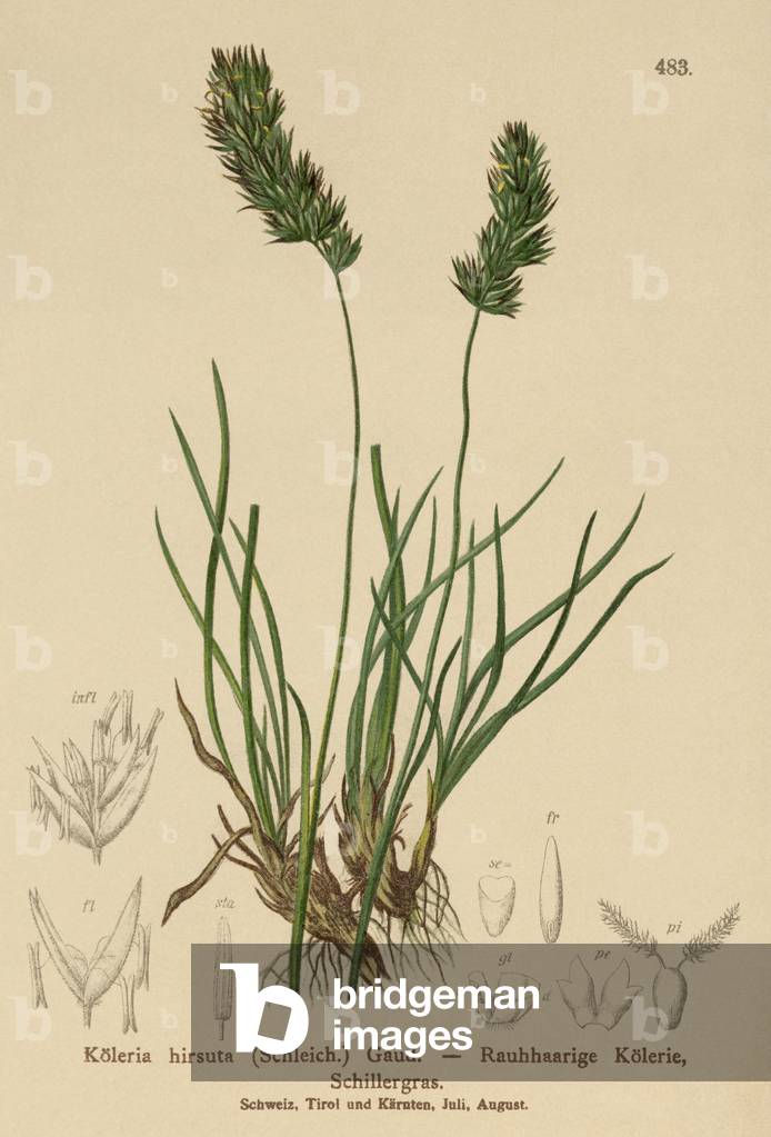 Hair-Grass (Köleria hirsuta, Koeleria hirsuta) (colour litho)