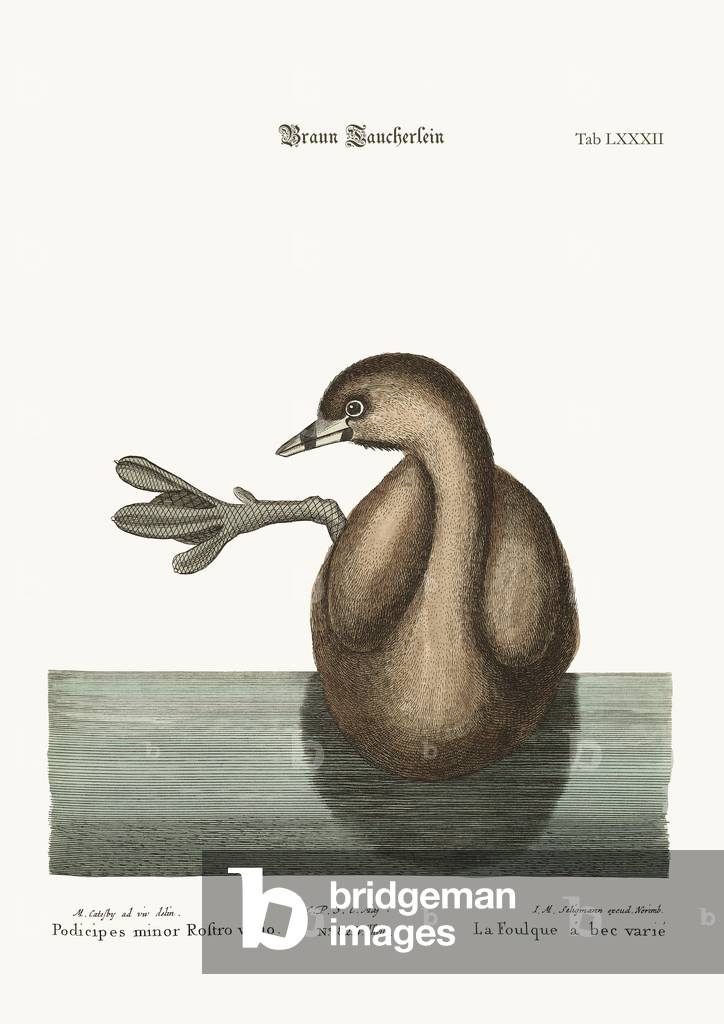 The Pied-Bill Dobchick, 1749-73 (coloured engraving)