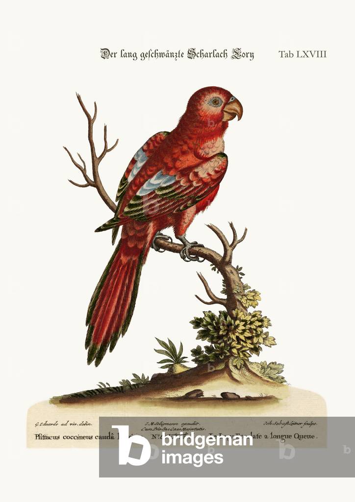 The Long-tailed Scarlet Lory, 1749-73 (coloured engraving)