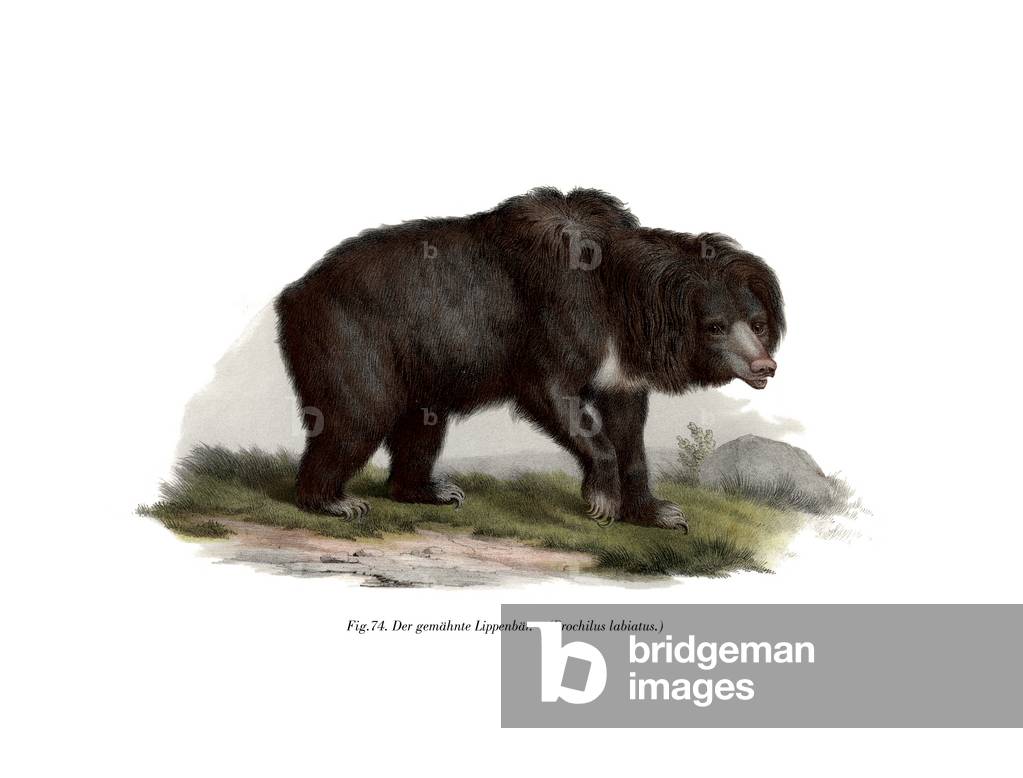 Common Indian Sloth Bear, 1860 (colour litho)