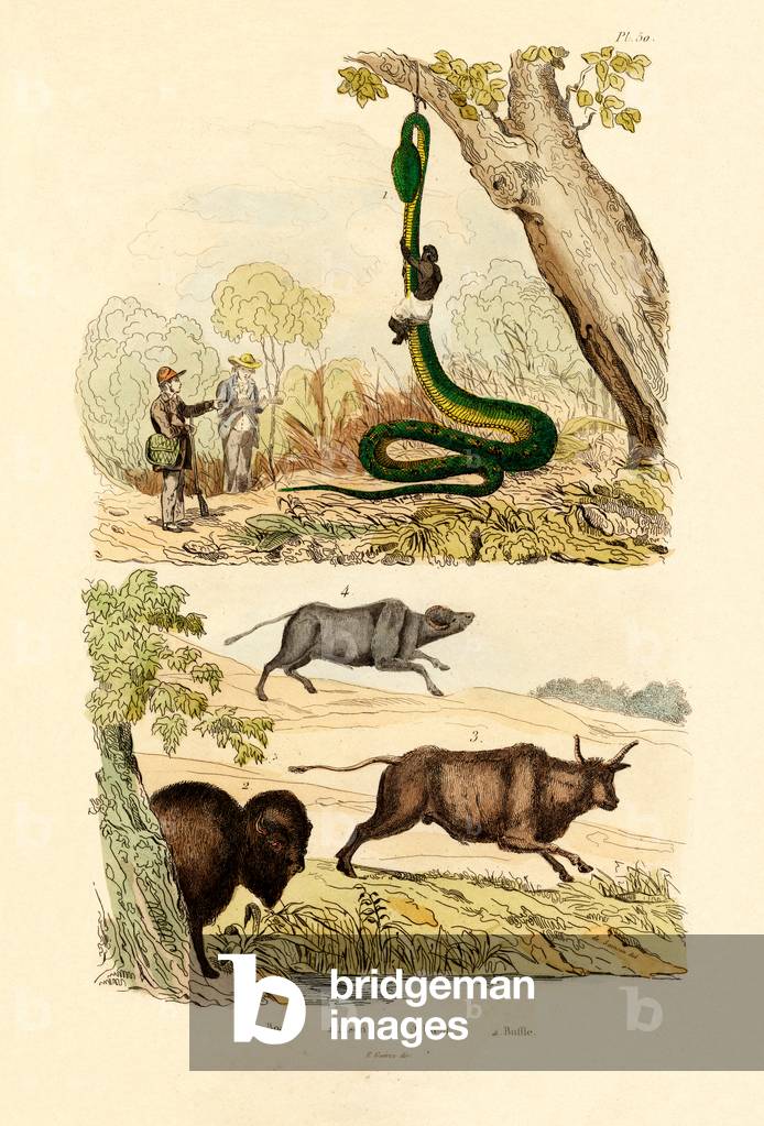 Boa, 1833-39 (coloured engraving)