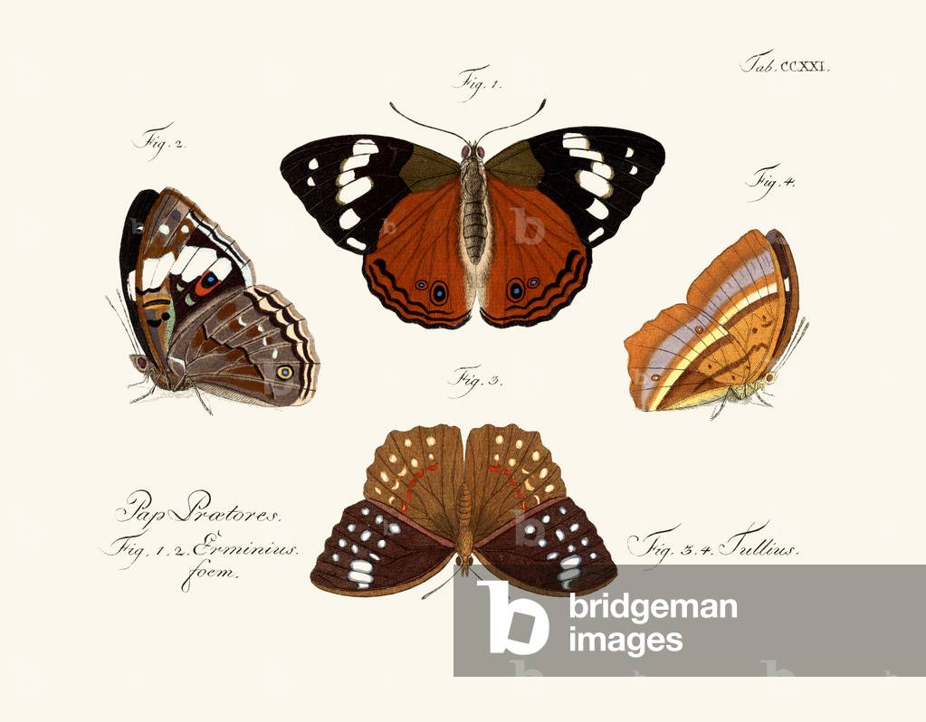 Butterflies, 1783-1806 (coloured engraving)