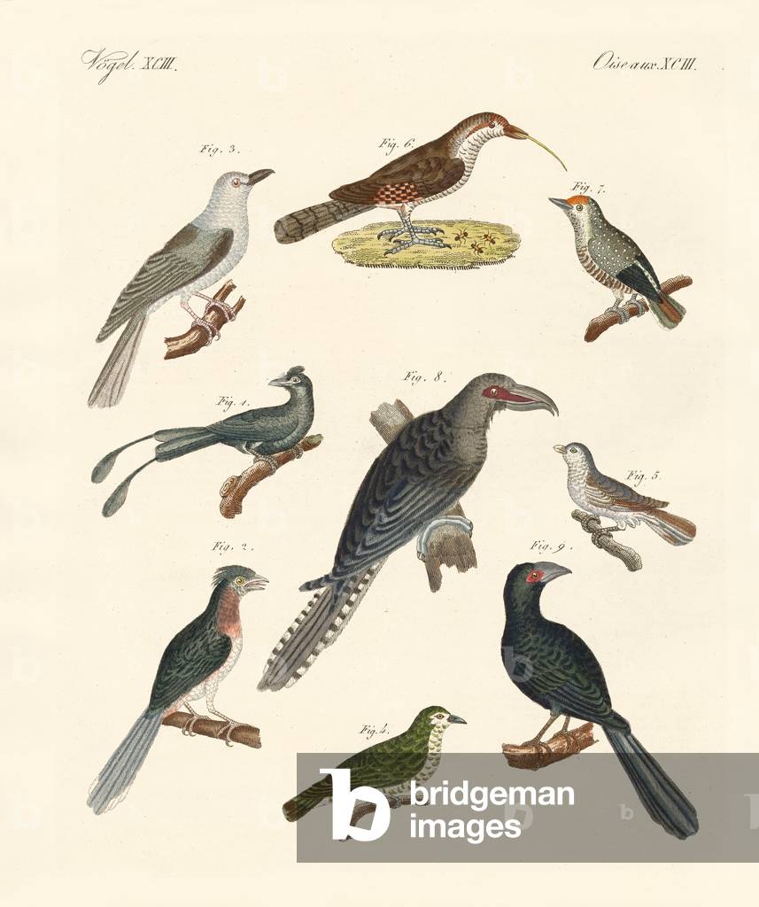 Strange climbing birds (coloured engraving)