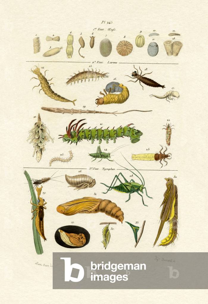 Insects, 1833-39 (coloured engraving)