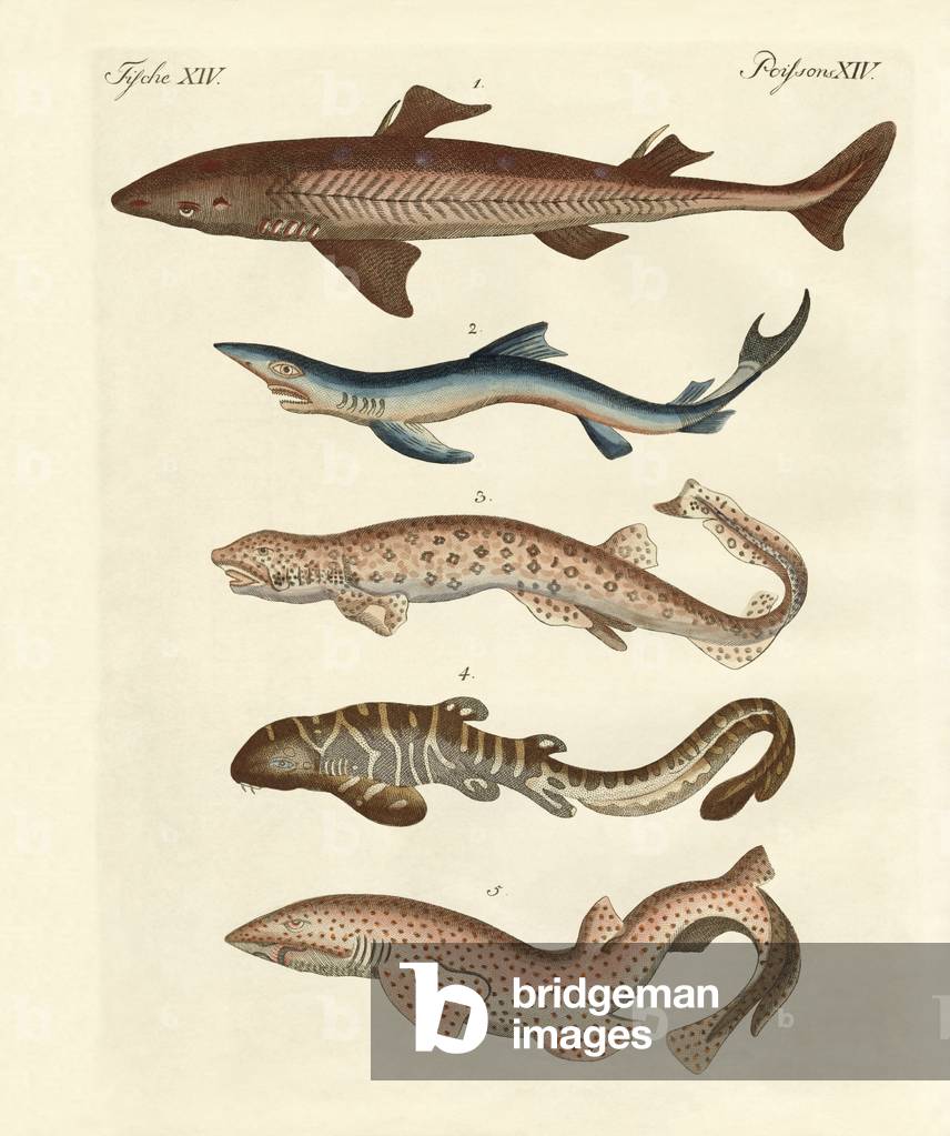 Various kinds of sharks (coloured engraving)