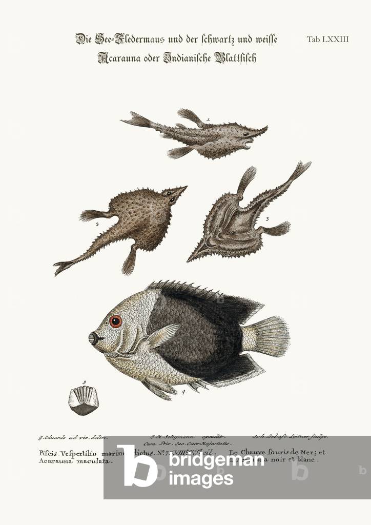 The Sea-Bat, and the Pyed Acarauna, 1749-73 (coloured engraving)