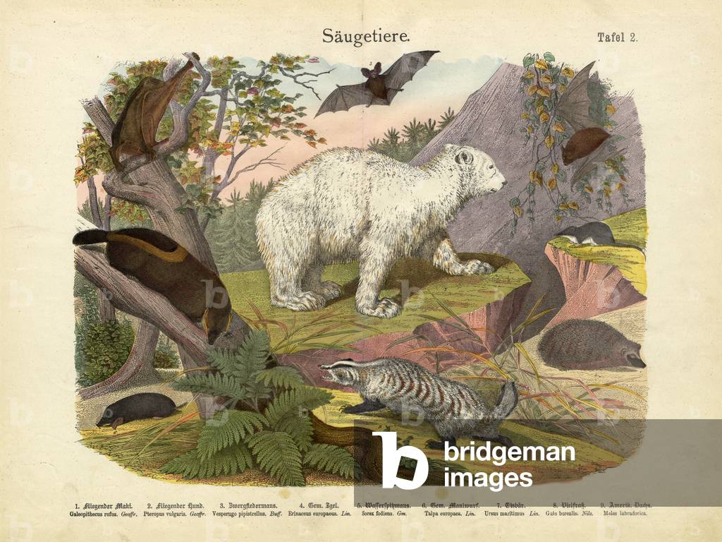 Mammals, c.1860 (colour litho)